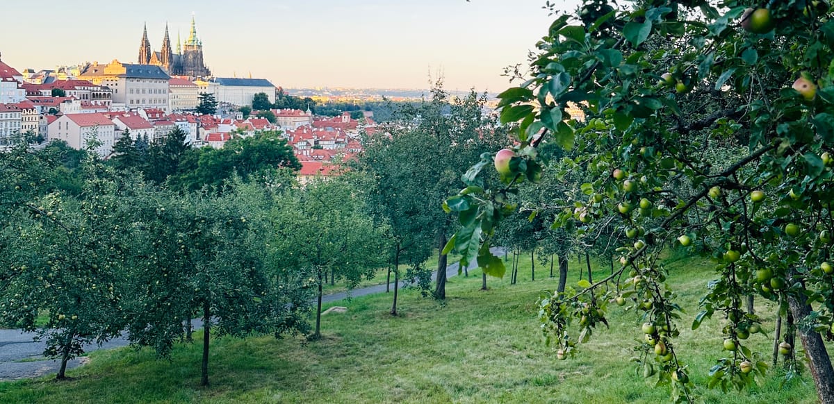 Just a cherry on top? We’re bringing the entire orchard!